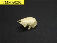 臺灣鯪鯉藏品圖，第1張